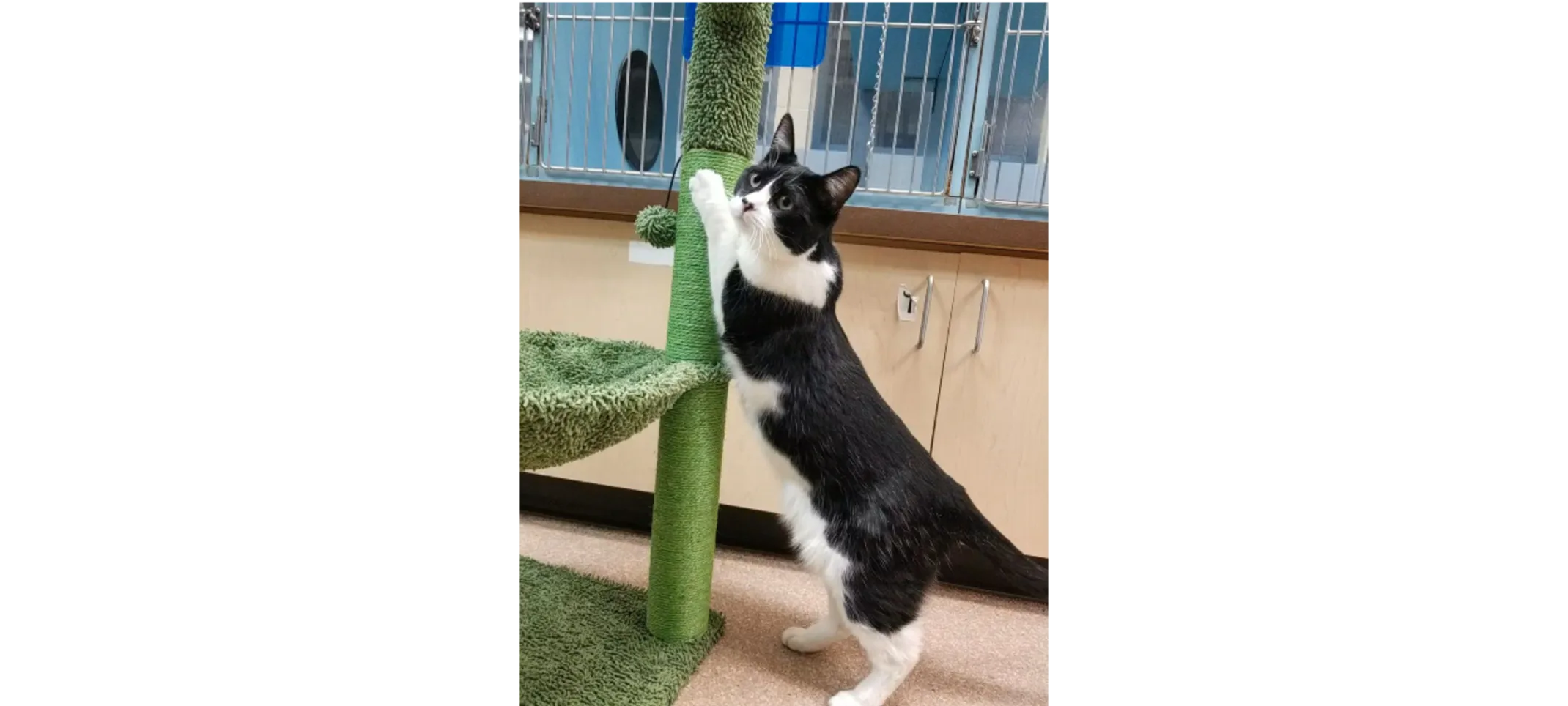 Black/White Cat Playing with a Scratch Pole
